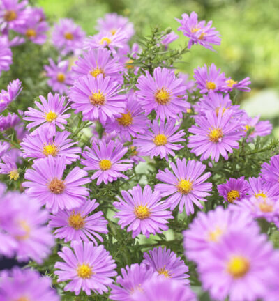 Aster dumosus 'Alice Haslam' - Herfstaster