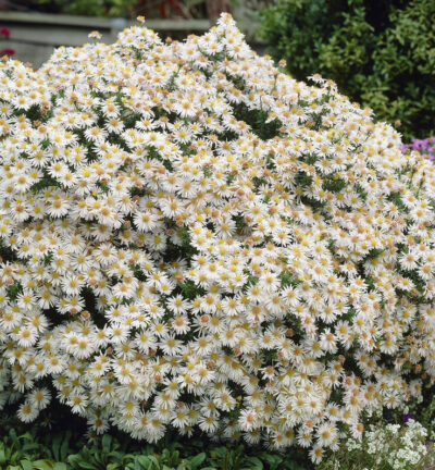 Aster dumosus 'Apollo' - Herfstaster