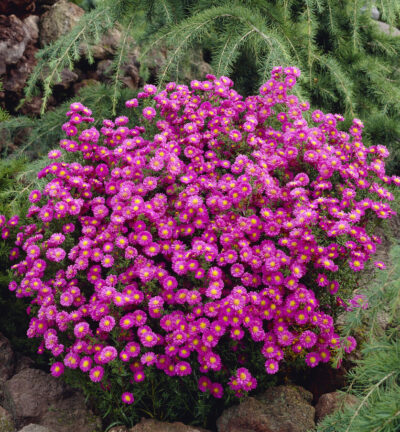 Aster dumosus 'Peter Harrison' - Herfstaster