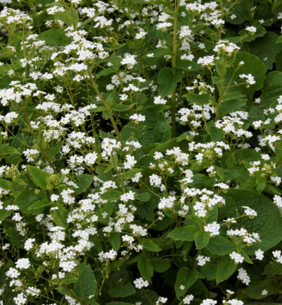 Brunnera macrophylla 'Betty Bowring' - Kaukasisch Vergeet-me-nietje