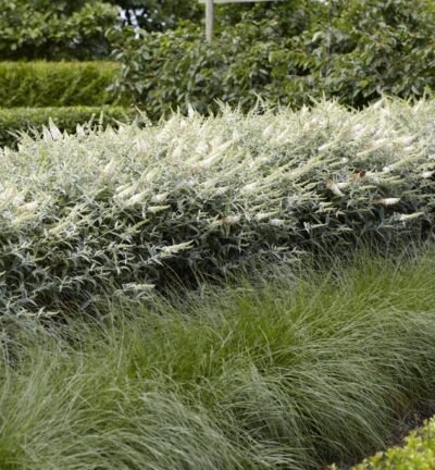 Buddleja 'White Ball' - Vlinderstruik