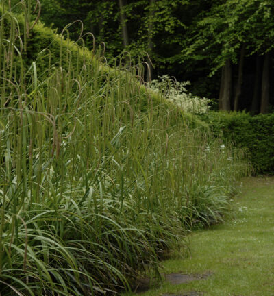 Carex pendula - Treurzegge