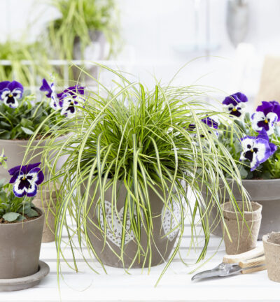 Carex oshimensis EverColor® 'Eversheen' - Zegge