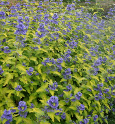 Caryopteris clandonensis 'Hint of Gold' - Blauwe Spiraea