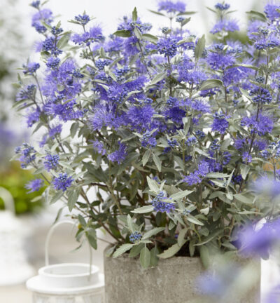 Caryopteris clandonensis 'Sterling Silver' - Blauwe Spiraea
