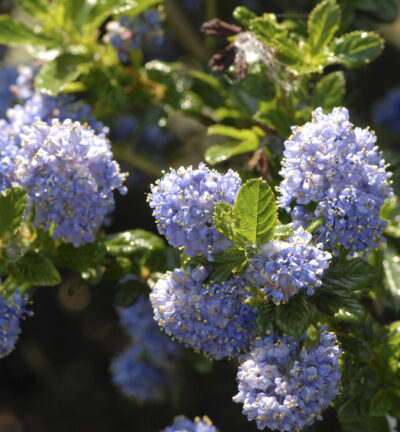Ceanothus 'Blue Mound' - Amerikaanse Sering