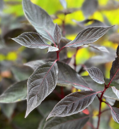 Cornus alba 'Nightfall' - Kornoelje