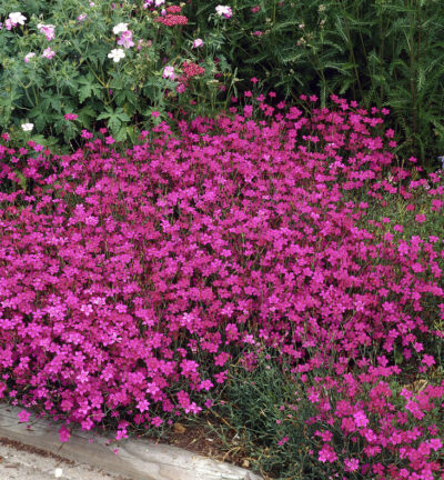 Dianthus deltoides 'Brilliant' - Grasanjer