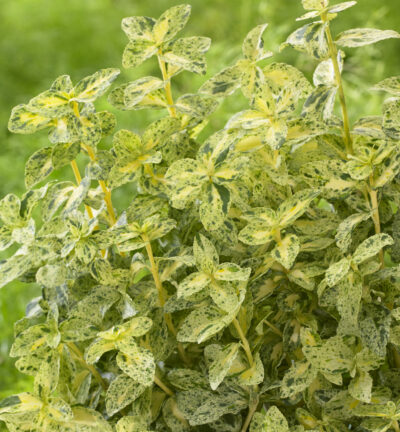 Euonymus fortunei 'Golden Harlequin' - Kardinaalsmuts