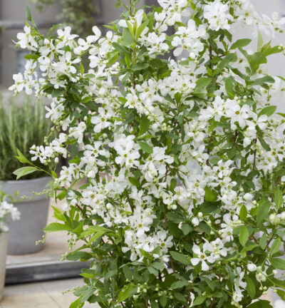 Exochorda racemosa 'Niagara' - Parelstruik