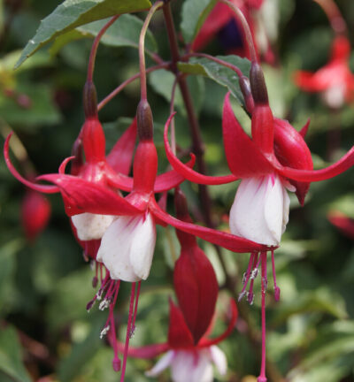 Fuchsia 'Madame Cornelissen' - Bellenplant