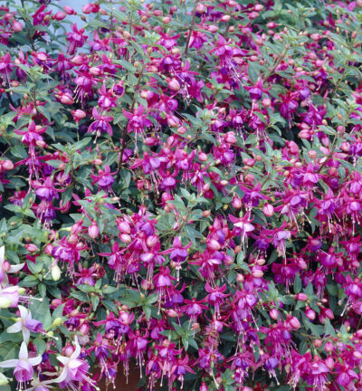 Fuchsia 'Tom Thumb' - Bellenplant