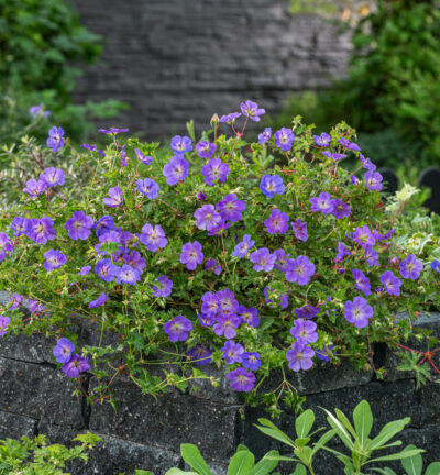Geranium 'Azure Rush' - Ooievaarsbek