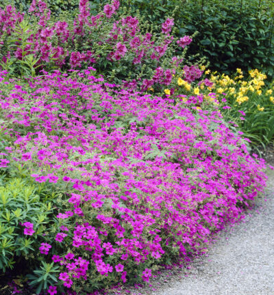 Geranium 'Patricia' - Ooievaarsbek