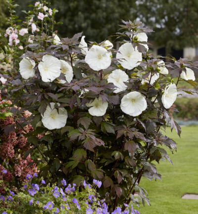 Hibiscus Carousel 'Ghost' - Altheastruik