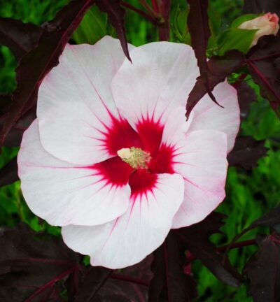 Hibiscus Carousel 'Jolly Heart' - Altheastruik