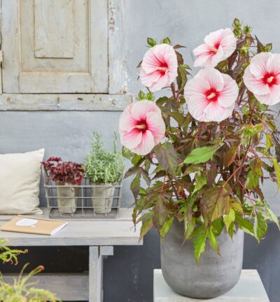Hibiscus Carousel 'Pink Candy' - Altheastruik