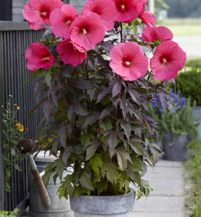Hibiscus Carousel 'Pink Passion' - Altheastruik