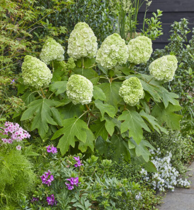 Hydrangea quercifolia 'Tara' - Eikenbladhortensia