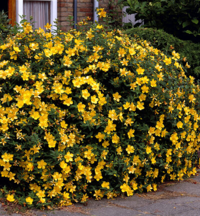 Hypericum Hidcote - Herfsthooi