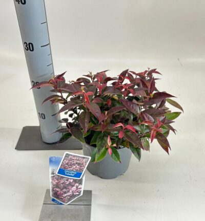 Leucothoe walteri 'Lovita' - Druifheide