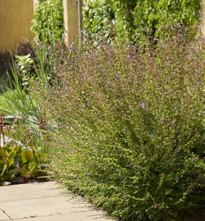 Lonicera nitida - Chinese kamperfoelie