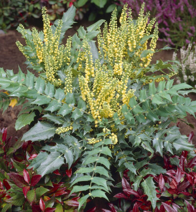 Mahonia media 'Charity’ - Chinese Mahoniestruik