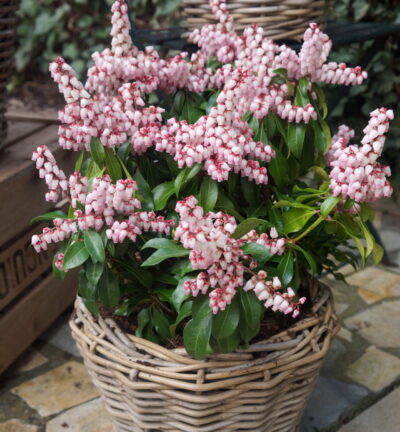 Pieris japonica 'Pink Passion' - Rotsheide