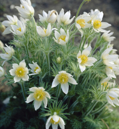 Pulsatilla vulgaris 'Alba' - Wildemanskruid