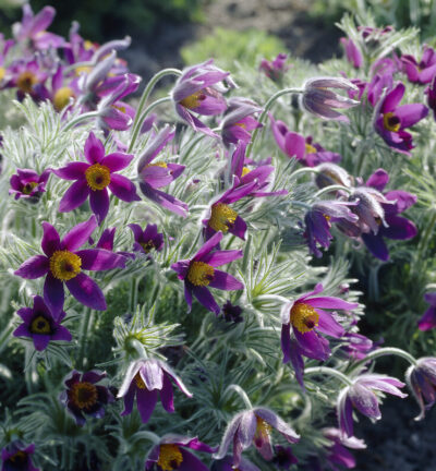 Pulsatilla vulgaris - Wildemanskruid