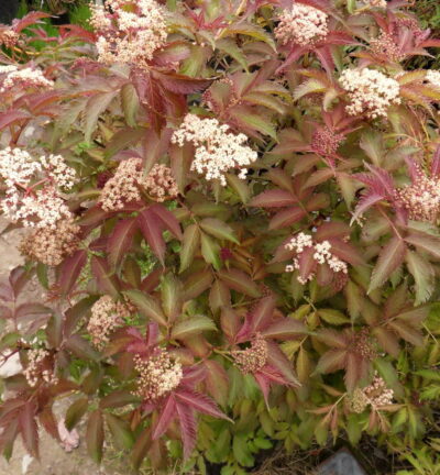 Sambucus nigra 'Serenade' -  Gewone Vlier