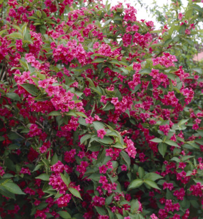 Weigela 'Bristol Ruby' - Weigelia