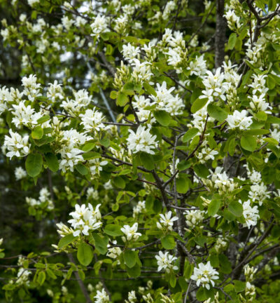 Amelanchier alnifolia 'Obelisk' - Krentenboom