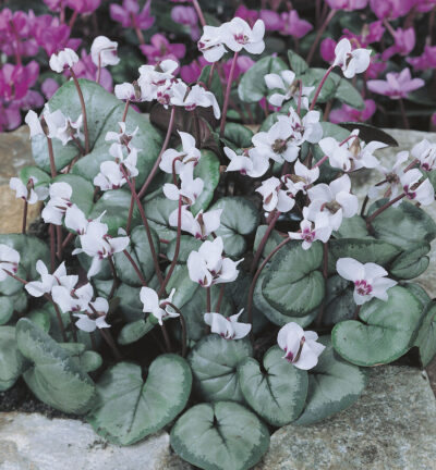Cyclamen coum Album - Rondbladige Cyclaam