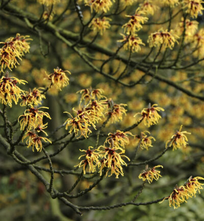 Hamamelis int. 'Aphrodite' - Toverhazelaar