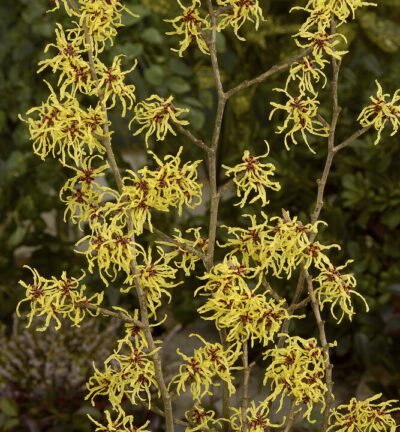 Hamamelis int. 'Arnold Promise' - Toverhazelaar