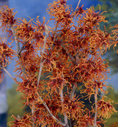 Hamamelis int. 'Jelena' - Toverhazelaar