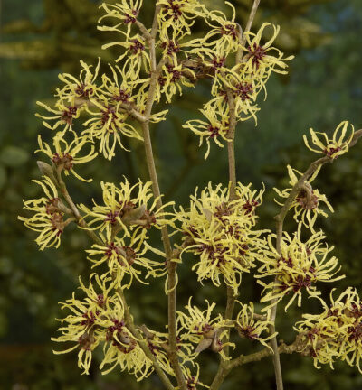 Hamamelis int. 'Pallida' - Toverhazelaar