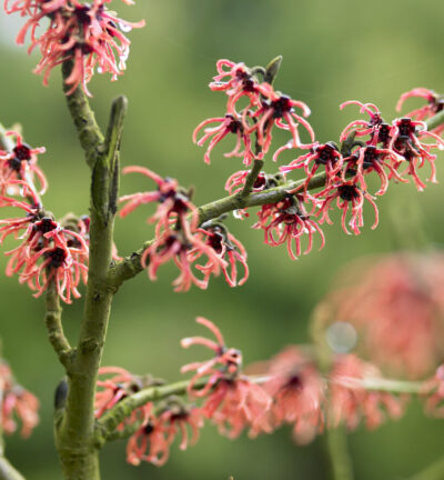 Hamamelis int. 'Rubin' - Toverhazelaar