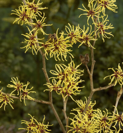 Hamamelis int. 'Westerstede' - Toverhazelaar