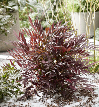 Mahonia 'Meteor' - Chinesischer Mahonienstrauch