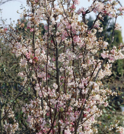 Viburnum bodnantense 'Charles Lamont' - Sneeuwbal