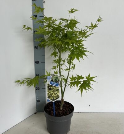 Acer palmatum 'Aoyagi' - Japanse Esdoorn