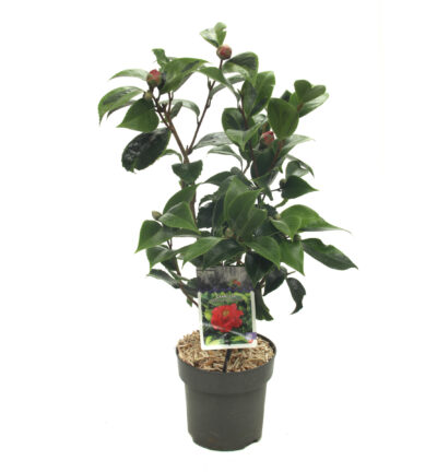 Camellia japonica 'Painter's Palette' - Bonte Camelia