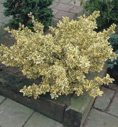 Euonymus japonicus 'Aureomarginatus' - Japanse Kardinaalsmuts