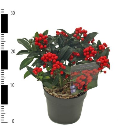 Skimmia japonica 'Cleopatra' - Bes Skimmia