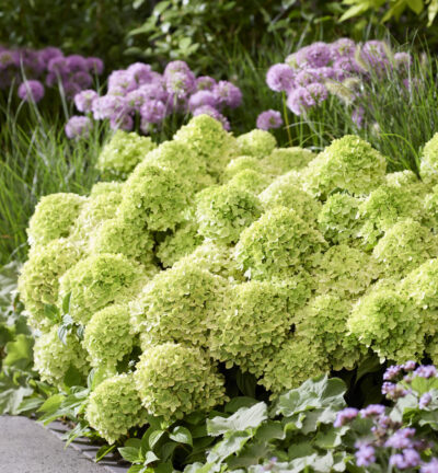 Hydrangea paniculata Groundbreaker® Greeny - Bodembedekkende Pluimhortensia