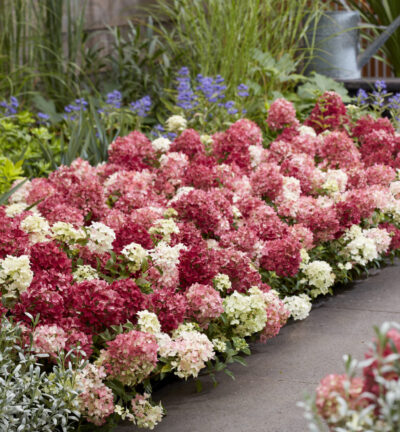 Hydrangea paniculata Groundbreaker® Ruby - Bodembedekkende Pluimhortensia