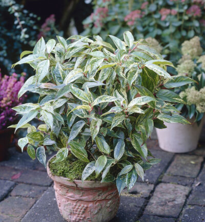 Leucothoe fontanesiana 'Rainbow' - Druifheide