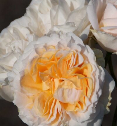 Rosa (F) 'Faustinia' - Geurende Roos